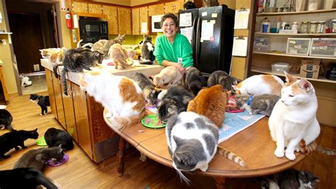 Ultimate Cat Lady: Woman Shares Her Home With 1,100 Felines ...