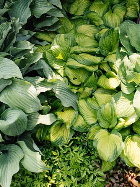 Hostas | Perennials, Full sun garden, Perennial garden