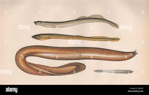 Hagfish Anatomy