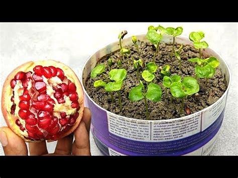 Pomegranate Tree Seeds Outdoor & Gardening Seeds & Seed Bombs ...