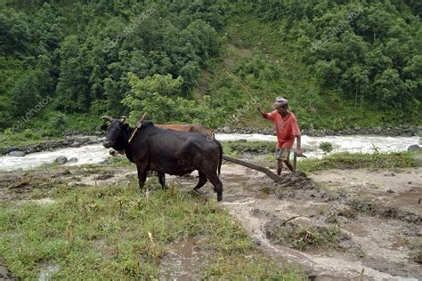 Nepal, agriculture — Stock Photo © fotofritz #34884151