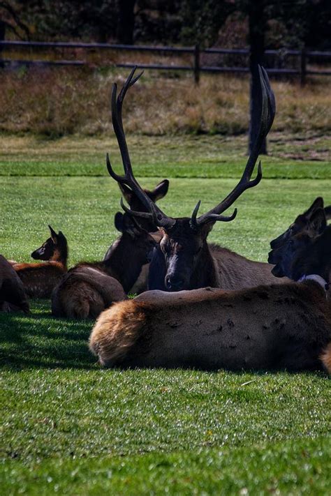 Elk Herd Photograph by Char Malloy - Pixels