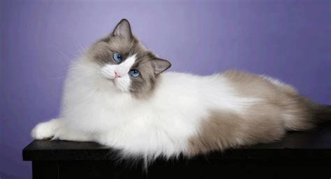 persian ragdoll cat : Biological Science Picture Directory – Pulpbits.net