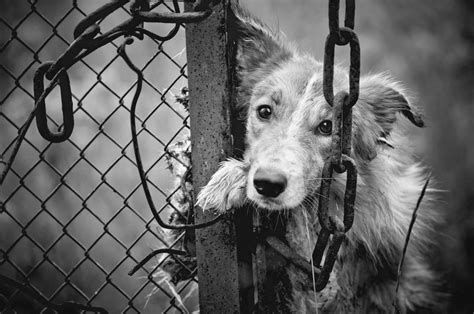 Online Campaign Demands Criminalizing Animal Abuse | Financial Tribune