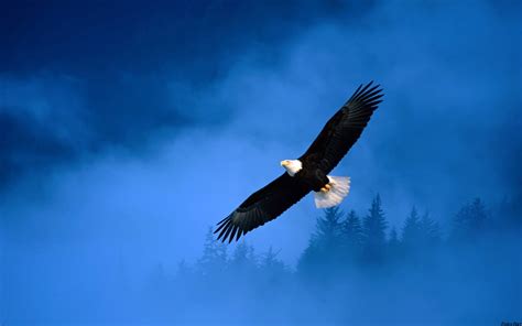 Bird Eagle Sky wallpaper | 1920x1200 | #11707