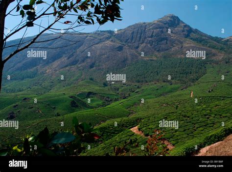 Munnar ; a hill station in Kerala , India Stock Photo - Alamy