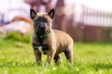 Belgian Malinois Puppy Wallpapers - Top Free Belgian Malinois Puppy ...