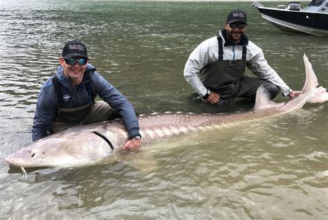 Giant 600-pound fish caught in British Columbia - Houston Chronicle