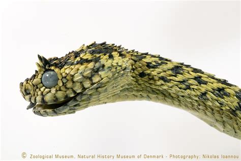 File:Atheris ceratophora Werner, 1896 3314773076 2.jpg - HandWiki