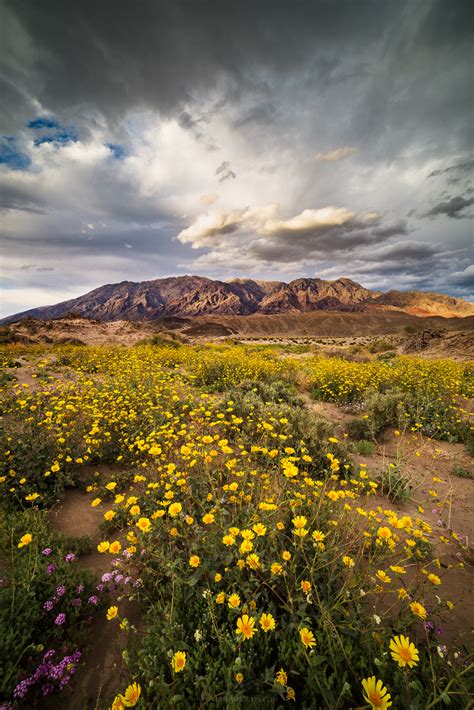 Death Valley Flowers After Rain - Desert 5 spot - rare blooming Desert ...