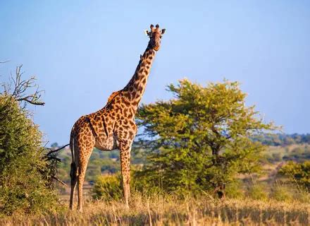 3 Day Etosha Safari Camping