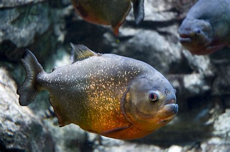 File:Gregory Moine - Red bellied Piranha (by).jpg - Wikipedia, the free encyclopedia