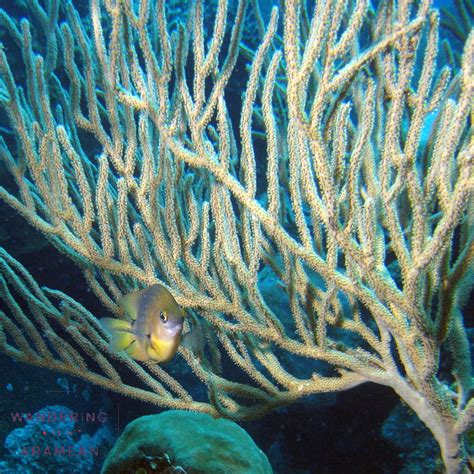 Damselfish with Soft Coral