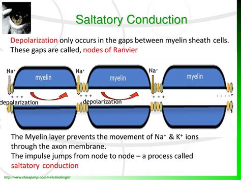 Top 133+ Saltatory conduction animation - Merkantilaklubben.org