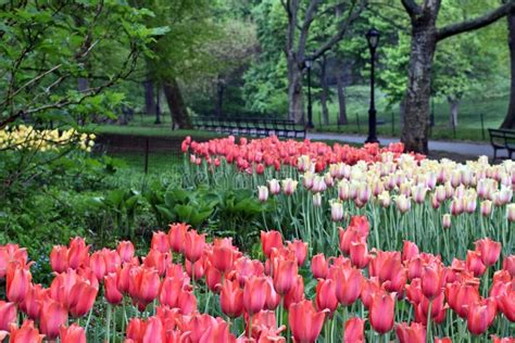 Central Park in spring stock photo. Image of park, outdoors - 13322014