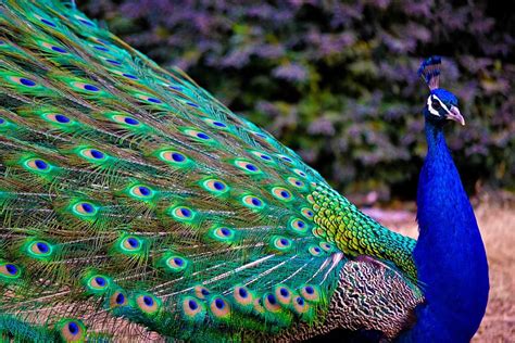 Peacock, peafowl HD wallpaper | Pxfuel