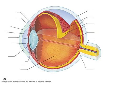 Eye Quiz