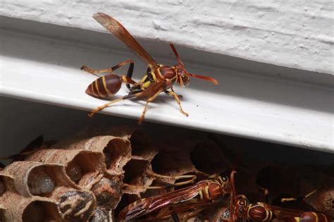 Lethargic Wasps In House (Possible Reasons & Remedies)