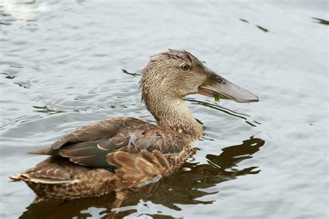 Australasian Shoveler Duck 24738966 Stock Photo at Vecteezy