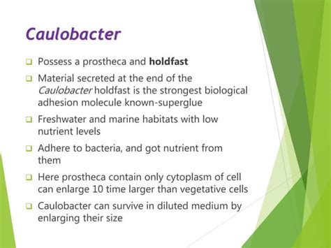 Proteobacteria