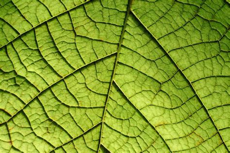 Closeup Of A Leaf - Free Texture