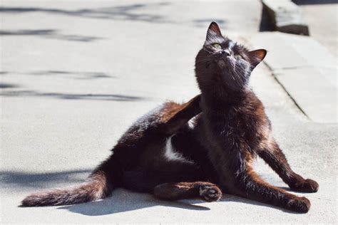 Cat Dandruff: Why It Happens And Ways to Help Your Kitty