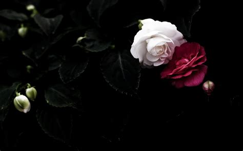 🔥 Free Download Roses Wallpaper Black White Leaf Pair Red Petals by ...