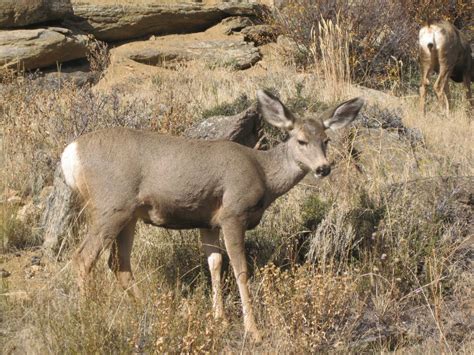 EEK's Peeps: Don't feed the Estes Park Wildlife!