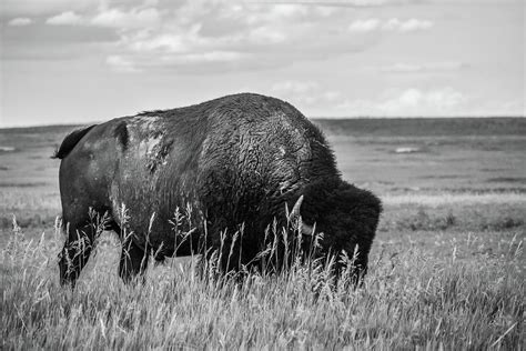 American Bison - Black and White Photograph by Connor Sipe - Fine Art America