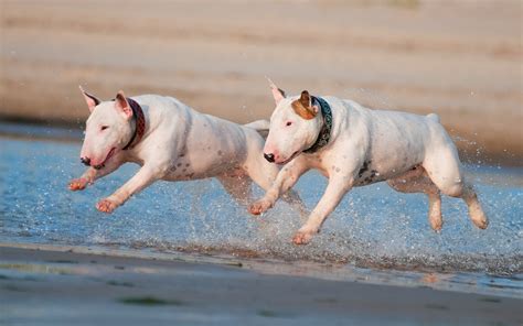 Bull Terriers running wallpaper - My Doggy Rocks