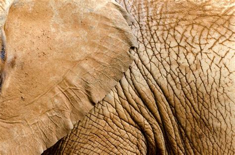 Elephant skin stock photo. Image of hard, color, animal - 51576148