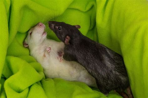 Rat Behavior - What is Your Rat Expressing? - The Pet Savvy