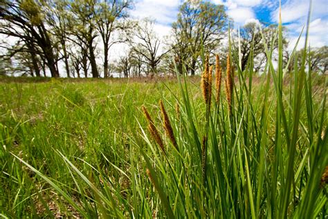 Crawford Park District seeking help with prairie grass seed collection ...