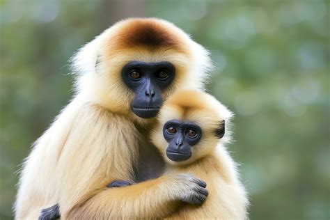 Close image of Cheeked Gibbon monkey mother with a child in the forest ...