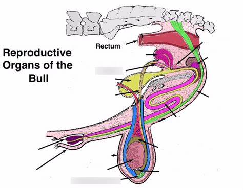 Reproductive Organs of the bull Diagram | Quizlet