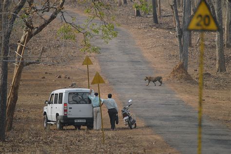 Tiger Crossing, Tadoba | Conservation India