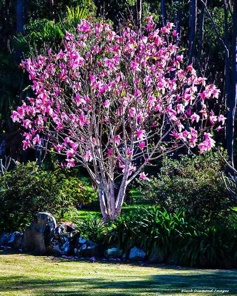 Ann Magnolia Trees For Sale Online | The Tree Center™