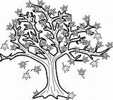 Maple Tree Coloring Page For Kids  Home sketch template