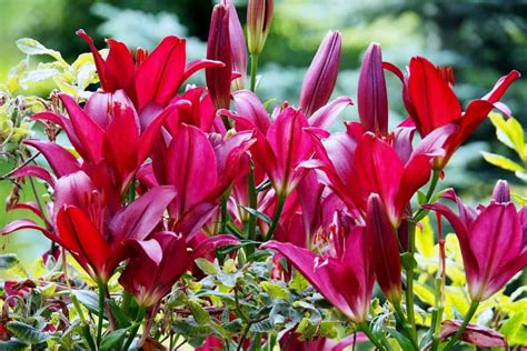 11 Beautiful Traditional Italian Flowers You Should Try Growing