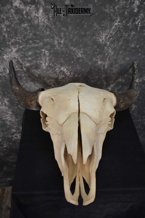 American Bison Skull Taxidermy SKU 1534 - All Taxidermy