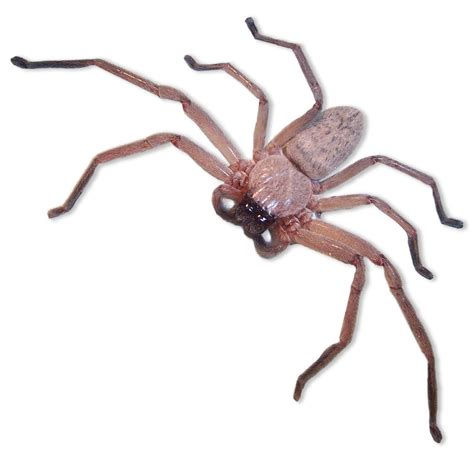 Are Huntsman Spiders Dangerous? - Flick Pest Control