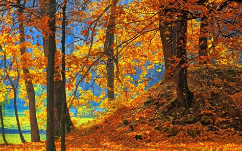 Forest, trees, red leaves, ground, autumn wallpaper | nature and landscape | Wallpaper Better