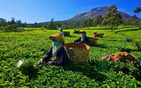 Konsep 29+ Gambar Perkebunan Teh