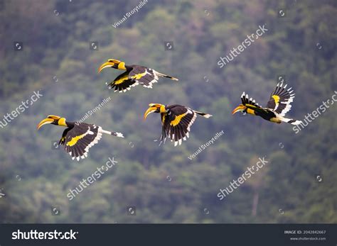 2,854 Flying Hornbill Images, Stock Photos & Vectors | Shutterstock