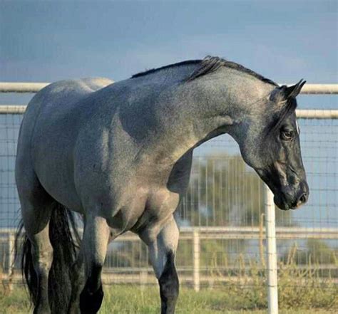 69 best images about Blue roan horses on Pinterest | Tennessee, Ponies and Show horses