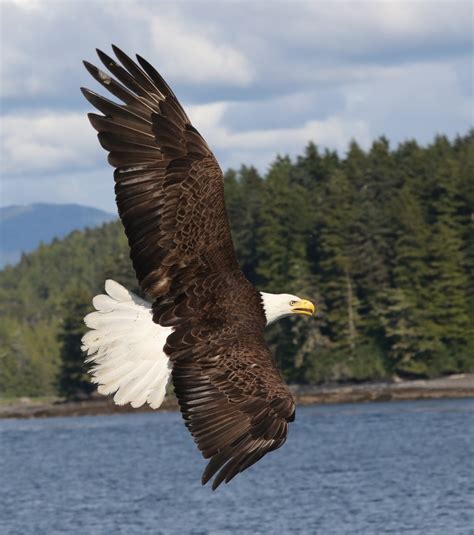 Alaska | The American Bald Eagle