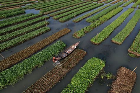 How floating farms are helping Bangladesh adapt to climate change - The Japan Times