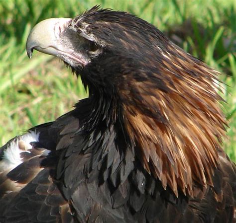 Wedge-tailed eagle – eaglehawk | DinoAnimals.com