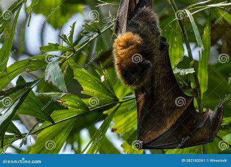 Rodrigues Fruit Bat (Pteropus Rodricensis) Hanging from a Branch Stock ...