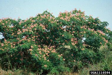 Mimosa - Invasive PestWatch NC